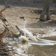 Illustration for article titled Incredibly tense images show impala escaping a crocodile attack